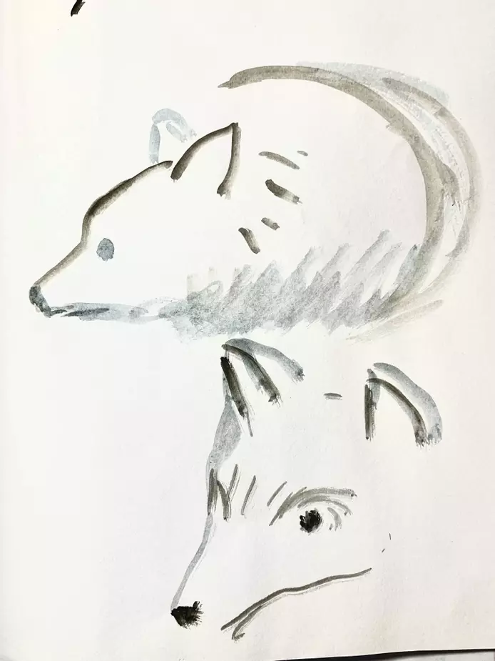 a sketch of two wolves using watercolour